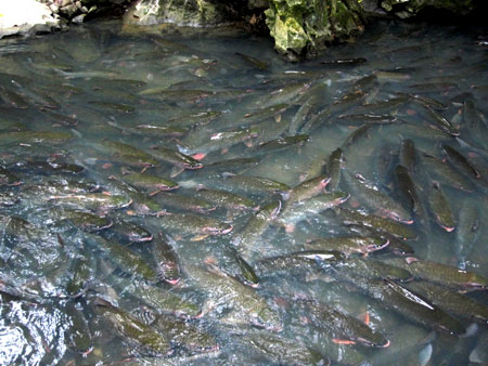 Đổ[-]xô[-]xem[-]"Cá[-]Chúa"[-]ở[-]suối[-]Cá[-]Thần